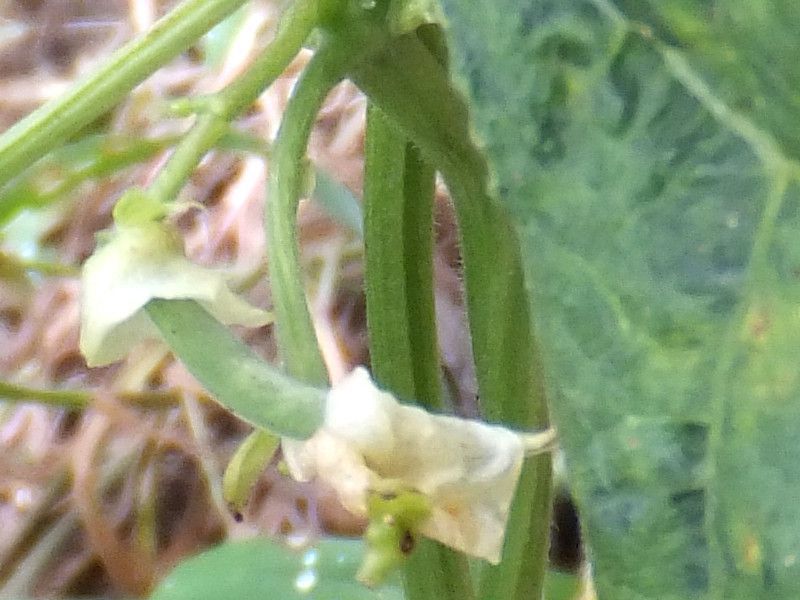 インゲンマメ（隠元豆）【かぎけんWEB】