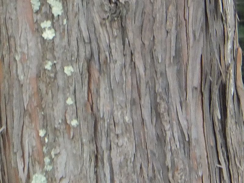 沢尻の大ヒノキ（サワラ）