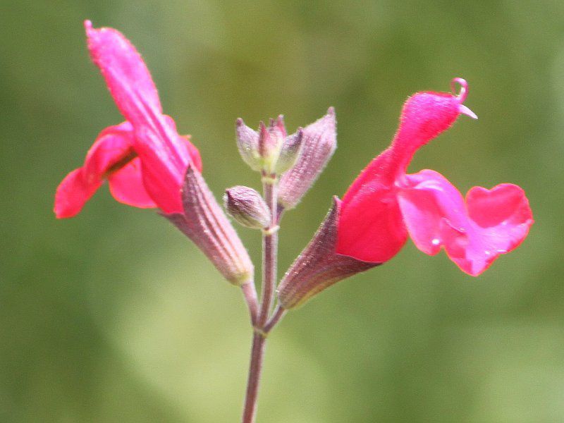 salvia-microphylla