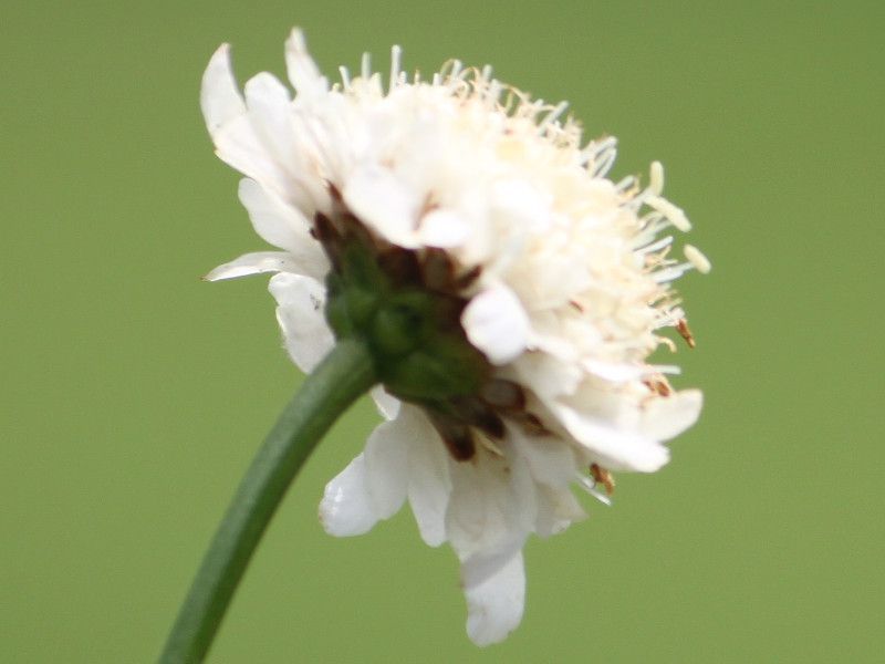 ApC XJrIT iAlpine scabious)