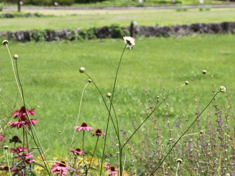 ApC XJrIT iAlpine scabious)