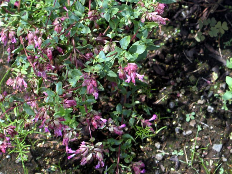 Origanum laevigatum pilgrim