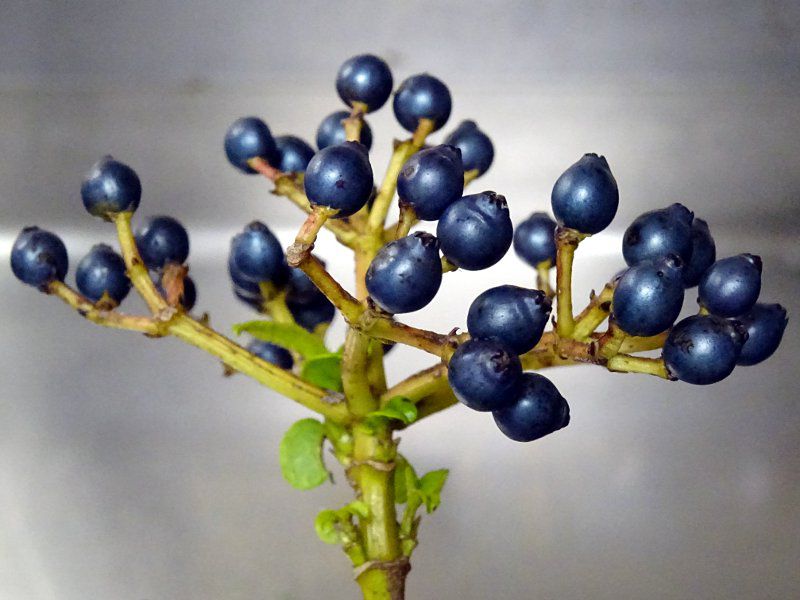 トキワガマズミ ビバーナム ティヌス Viburnum Tinus かぎけんweb トキワガマズミ ビバーナム ティヌス Viburnum Tinus かぎけんweb