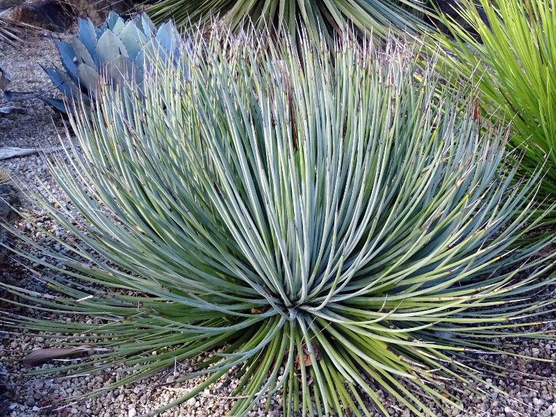 P/AKxXgA[^agave-striata