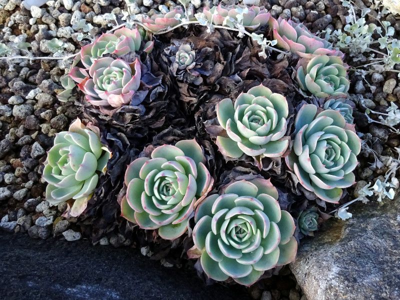 echeveria-secunda