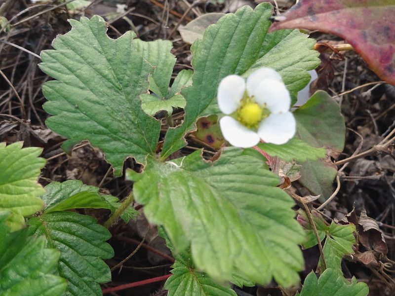 wild-strawberry