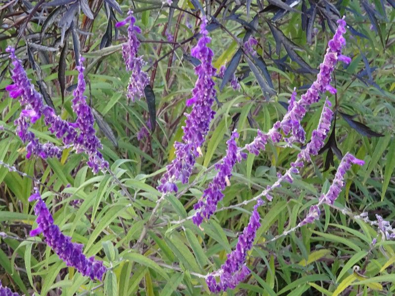 TrAEEJT(Salvia leucantha)