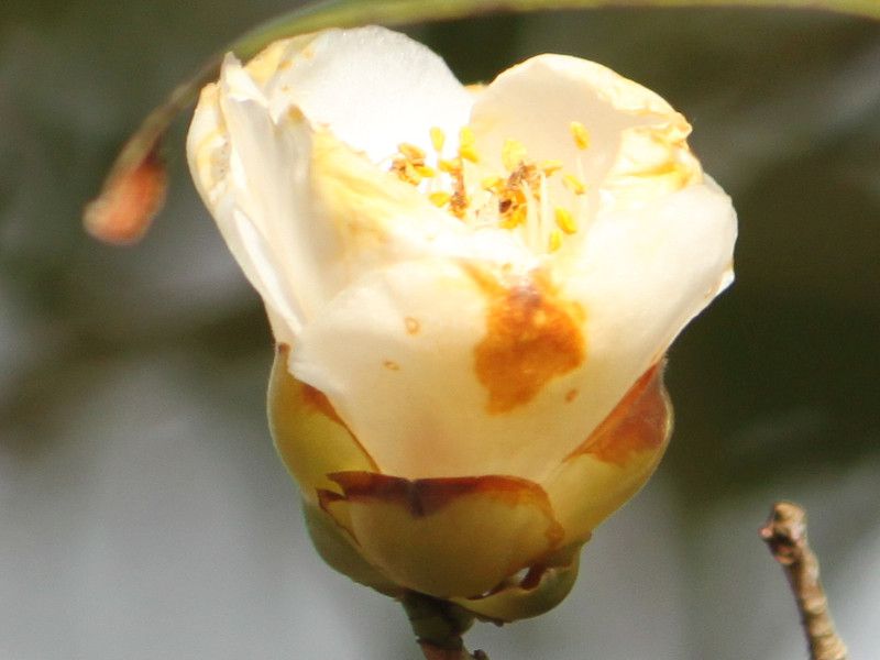 ツバキ(椿) 【かぎけんWEB】