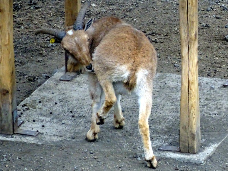 Barbary sheep
