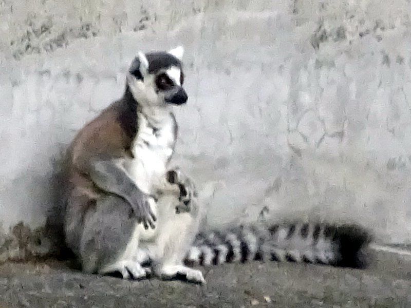ワオキツネザル 輪尾狐猿 かぎけんweb ワオキツネザル 輪尾狐猿 かぎけんweb