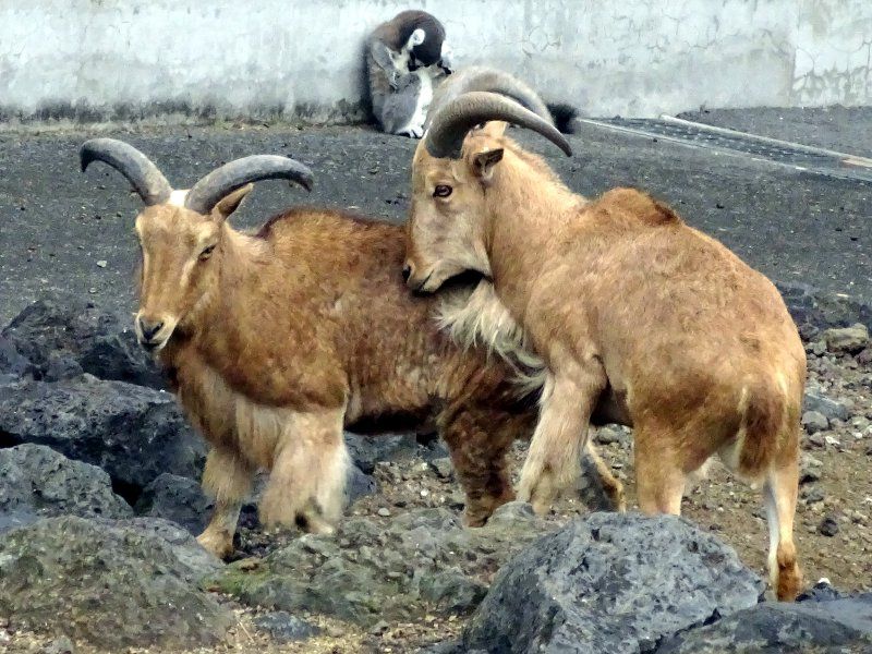 バーバリーシープ Barbary Sheep かぎけんweb バーバリーシープ Barbary Sheep かぎけんweb