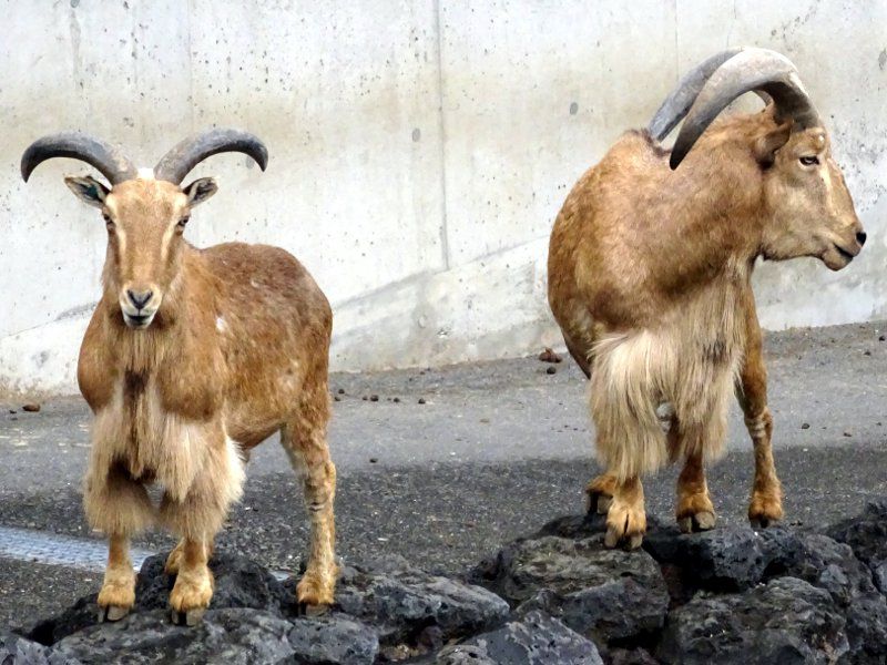 バーバリーシープ Barbary Sheep かぎけんweb バーバリーシープ Barbary Sheep かぎけんweb