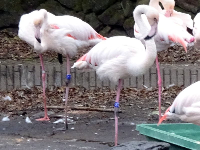 [bpt~S(Europe Flamingo)