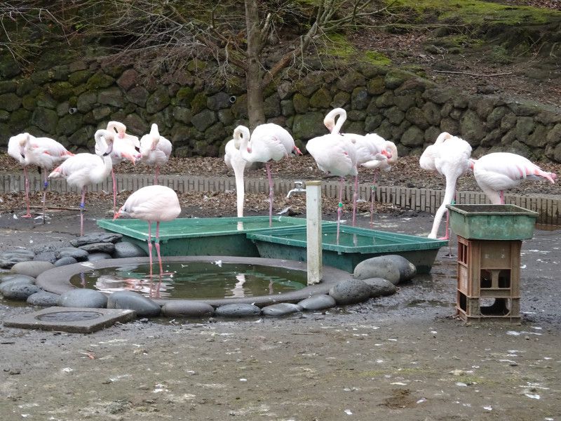 [bpt~S(Europe Flamingo)