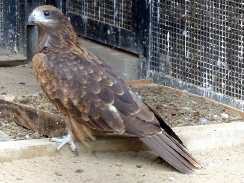 トビ 鳶 かぎけんweb