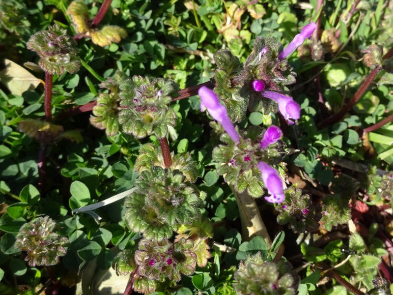 �z�g�P�m�U