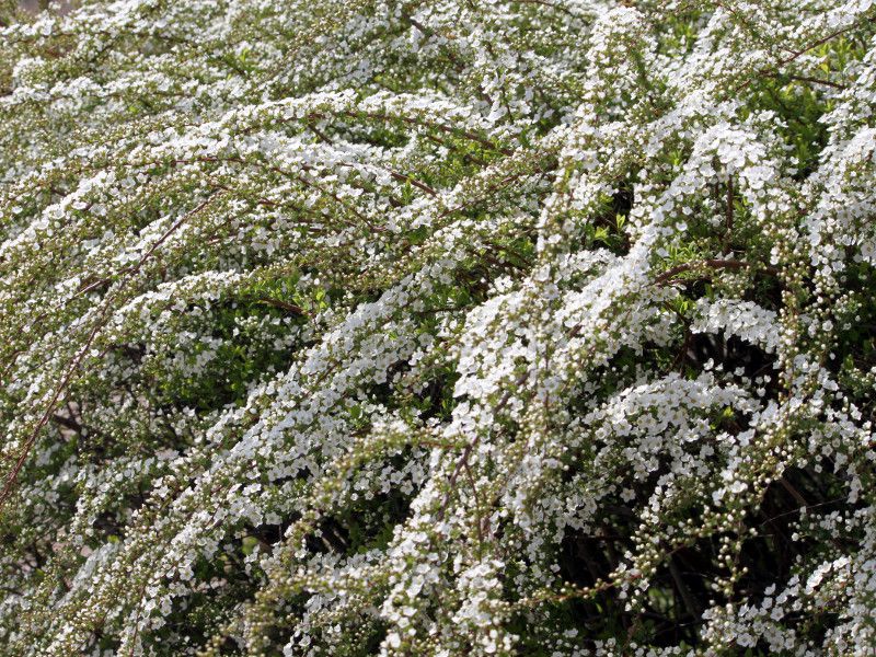 雪柳です ユキヤナギ（雪柳）【かぎけんWEB】