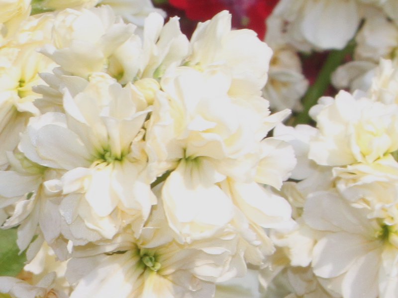 stock-kiss-me-yellow