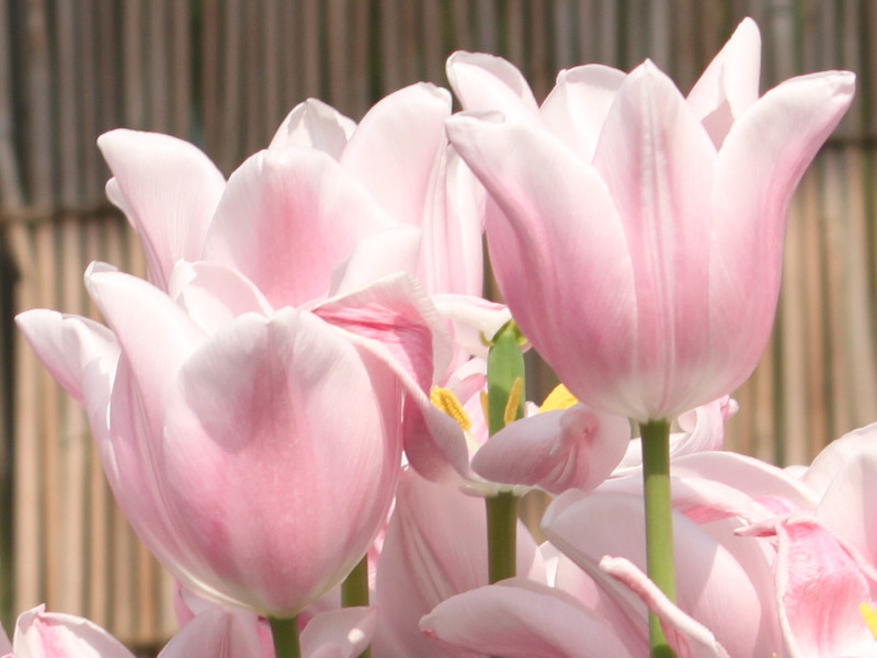 turip'gabriella(KuG)'