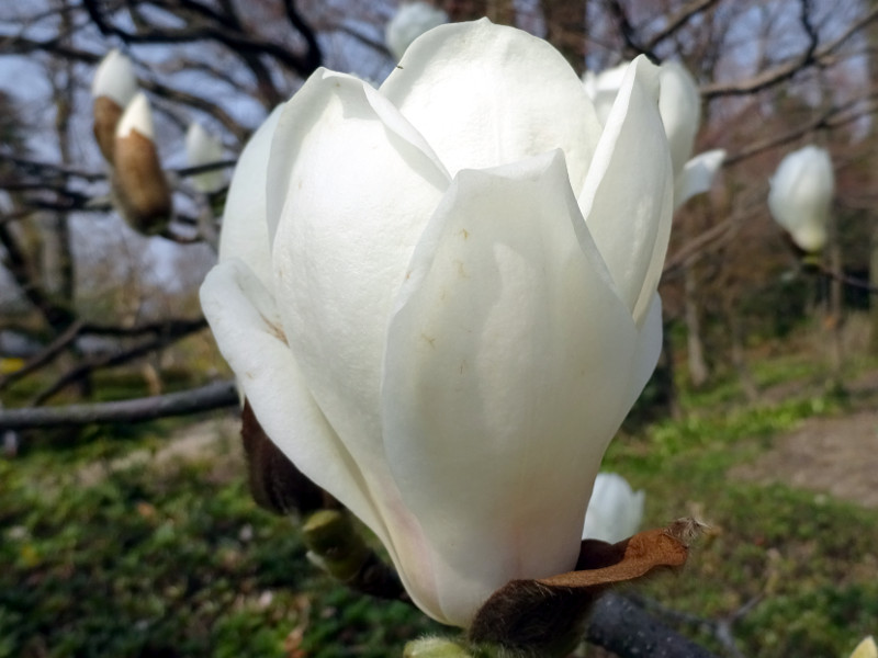 ハクモクレンン 白木蓮 かぎけんweb ハクモクレンン 白木蓮 かぎけんweb