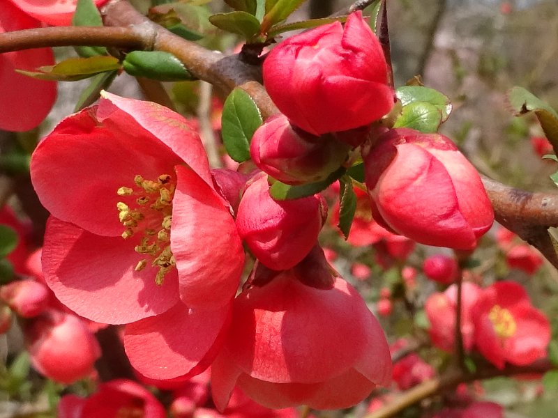 カ行の花図鑑 カキクケコ かぎけんweb