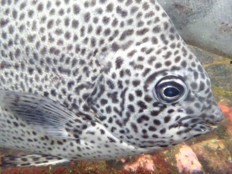 水の生き物 Amazon | [生体]錦鯉ミックス 埼玉県産 約6～12㎝ ※死着保証分