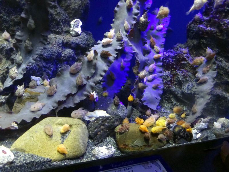 フウセンウオ 風船魚 かぎけんweb フウセンウオ 風船魚 かぎけんweb