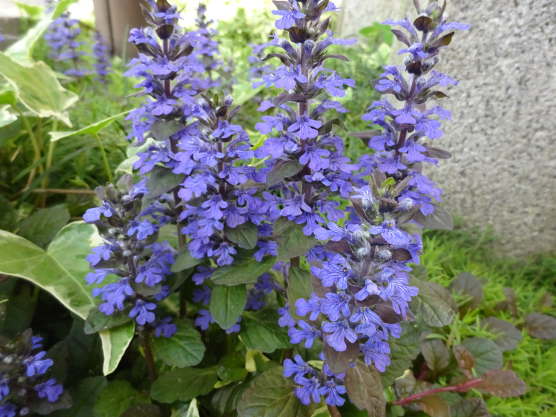 AWKiAjugaAwFAjuga reptansj