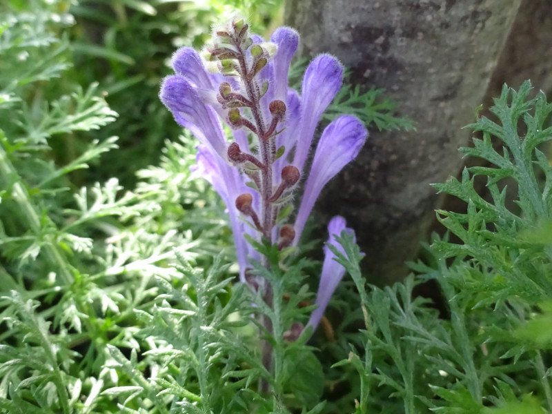 ^ci~\EiQAwFScutellaria indicaj