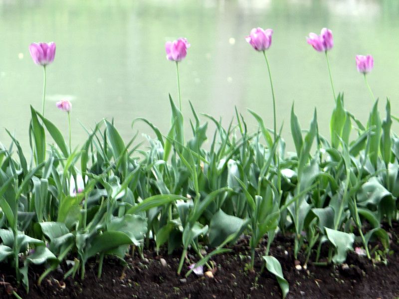 �`���[���b�v