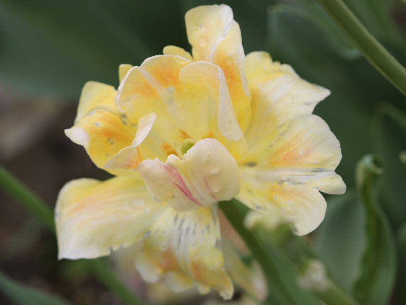 �`���[���b�v '�����g���g'