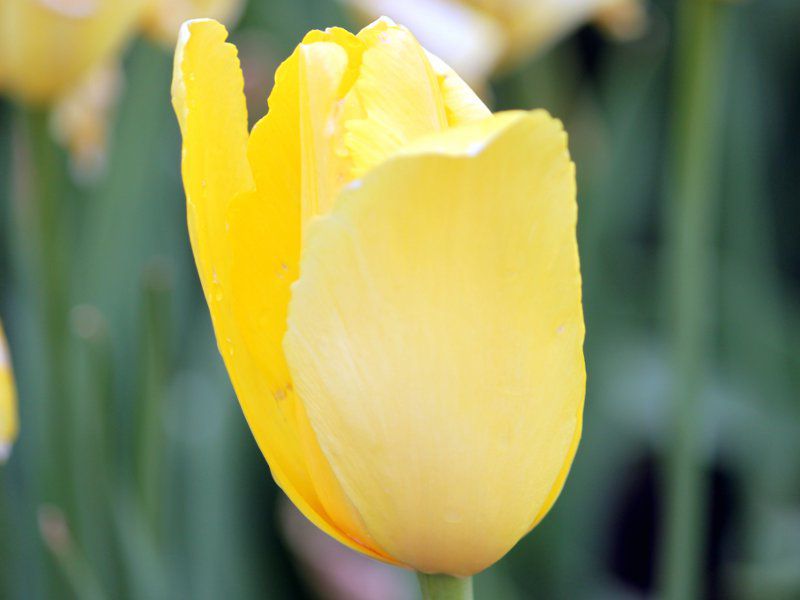 �`���[���b�v mrs-john-t-scheepers