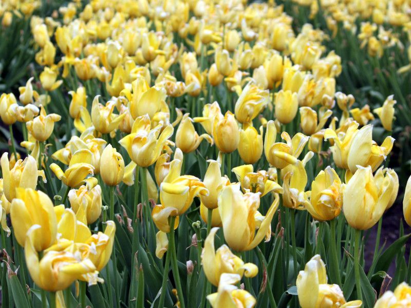 �`���[���b�v mrs-john-t-scheepers