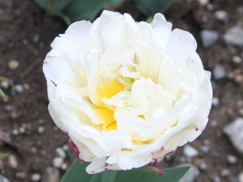 �`���[���b�v icecream