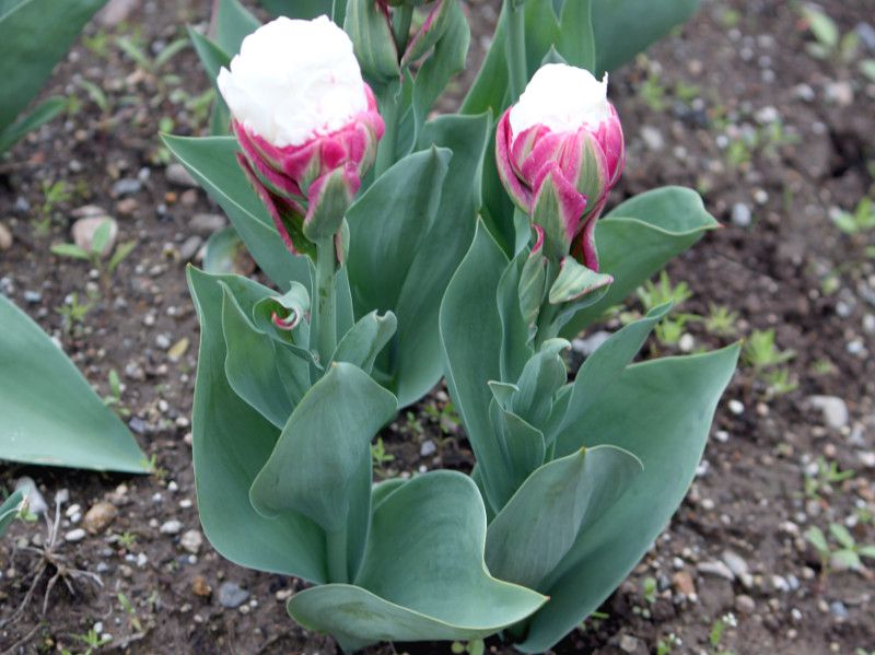 �`���[���b�v icecream