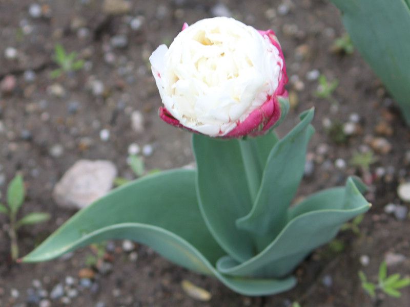 �`���[���b�v icecream