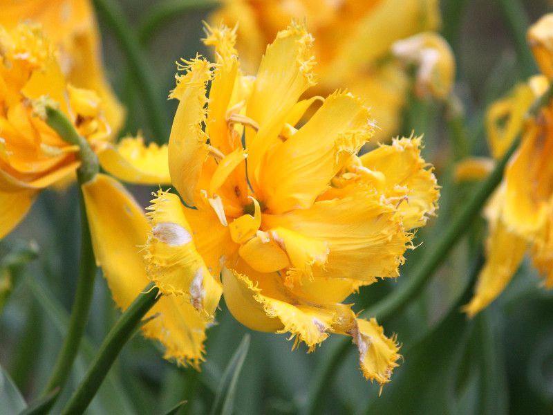 �`���[���b�v�Emon-amour 