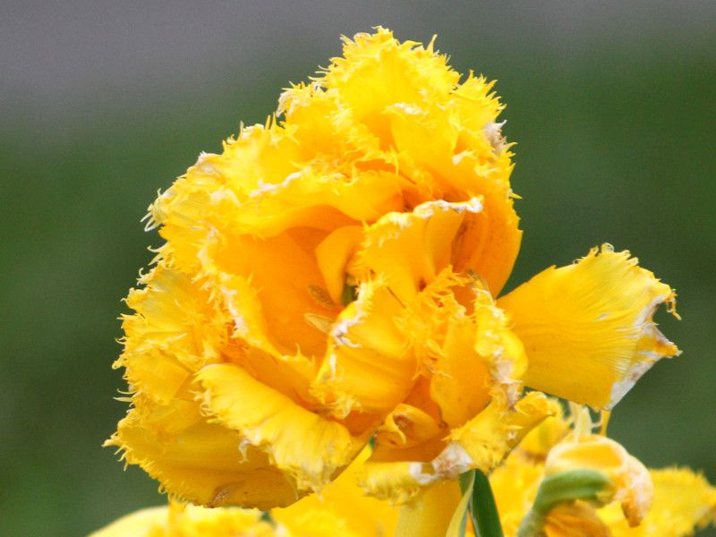 �`���[���b�v�Emon-amour 