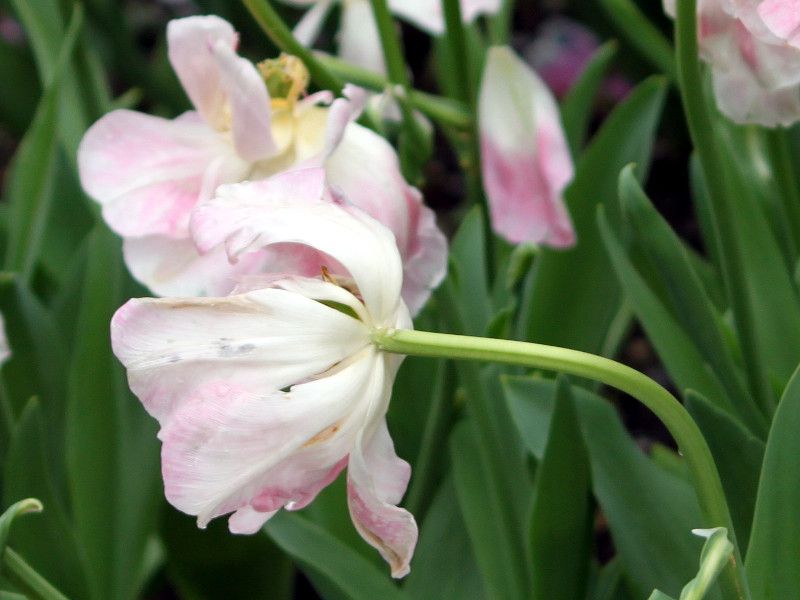 �`���[���b�vangelique