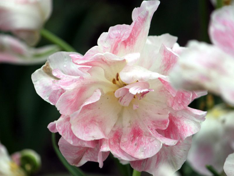 �`���[���b�vangelique