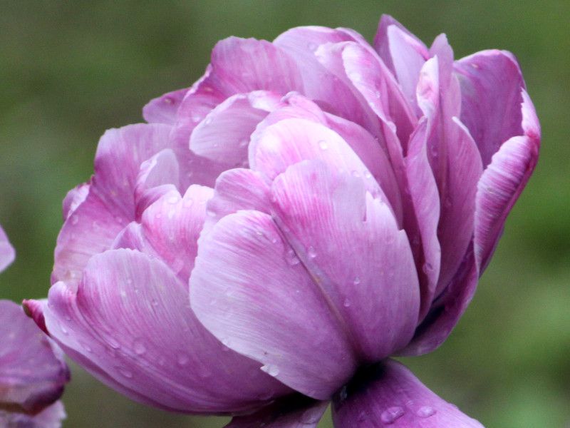 �`���[���b�v�E�u���[�_�C�������h