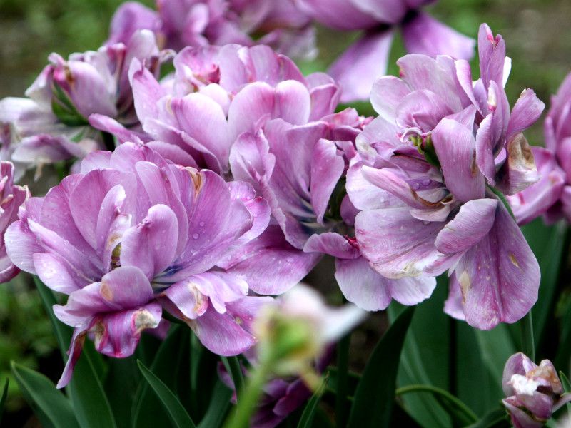 �`���[���b�v�E�u���[�_�C�������h