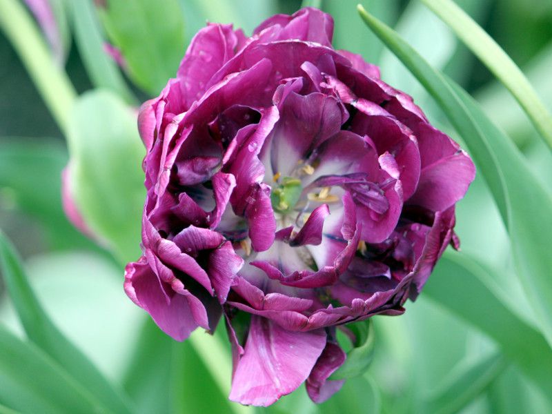 �`���[���b�v�E�u���[�_�C�������h