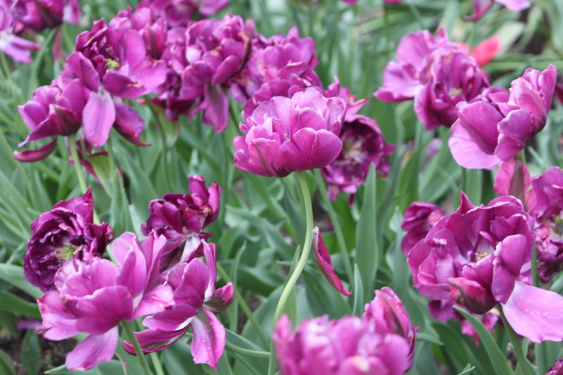 �`���[���b�v�E�u���[�_�C�������h