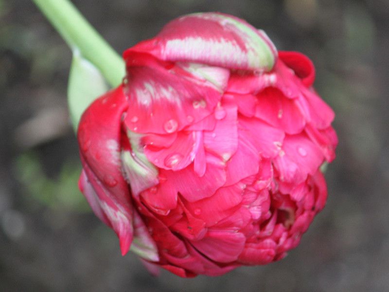 �`���[���b�v�Erenown-unique