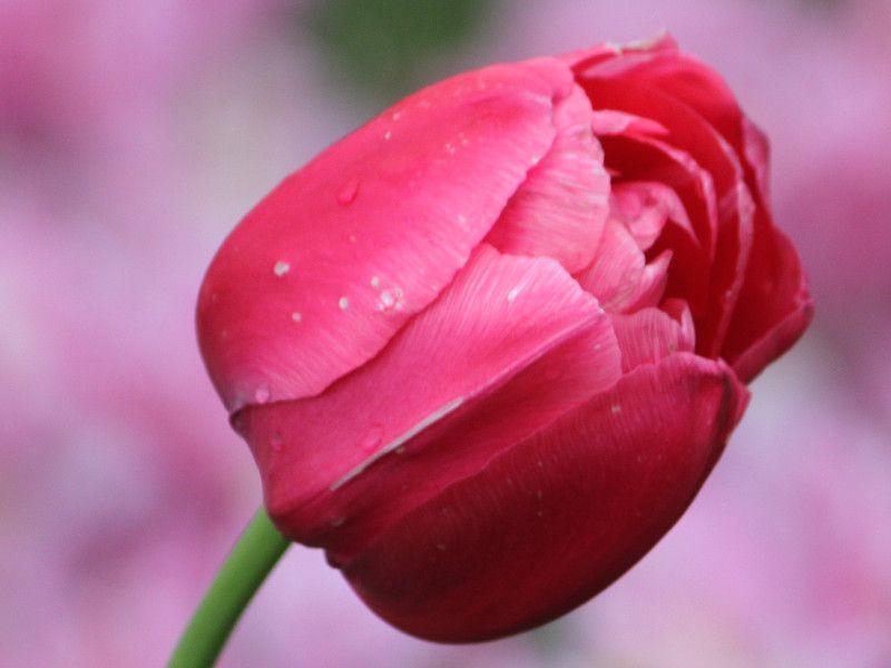 �`���[���b�v�Erenown-unique