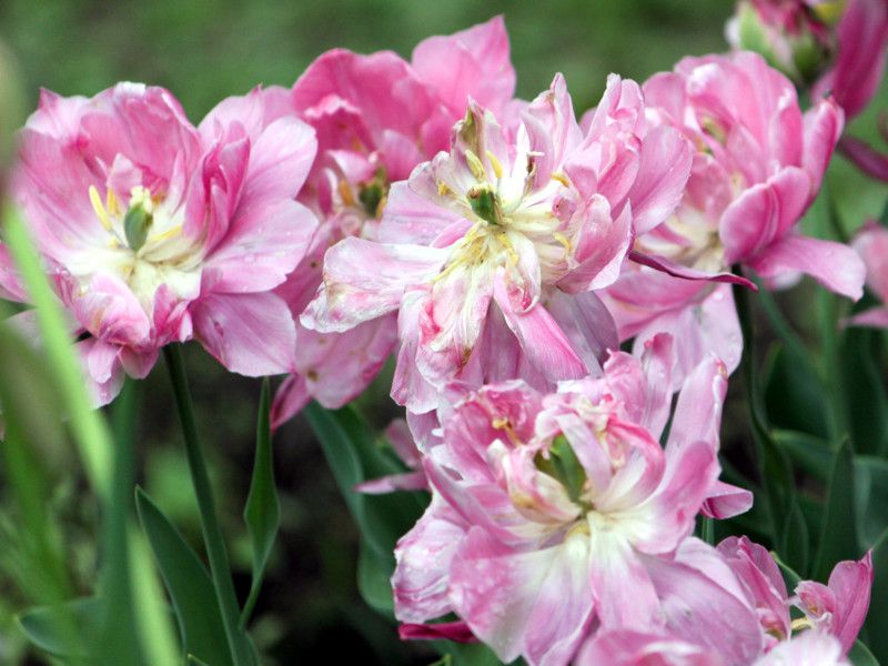 �`���[���b�v�Epink-cameo