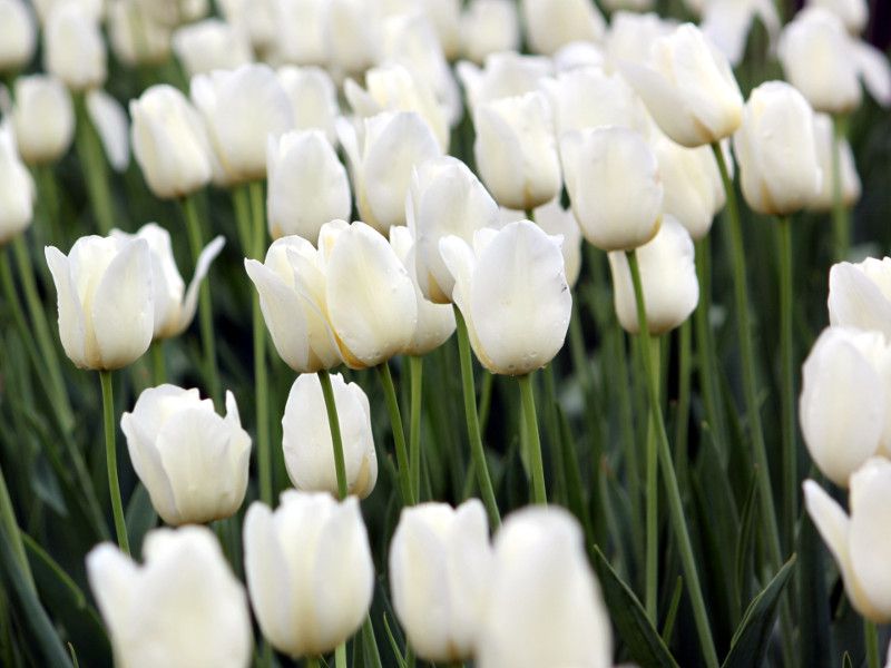 �`���[���b�v�Ecity-of-vancouve