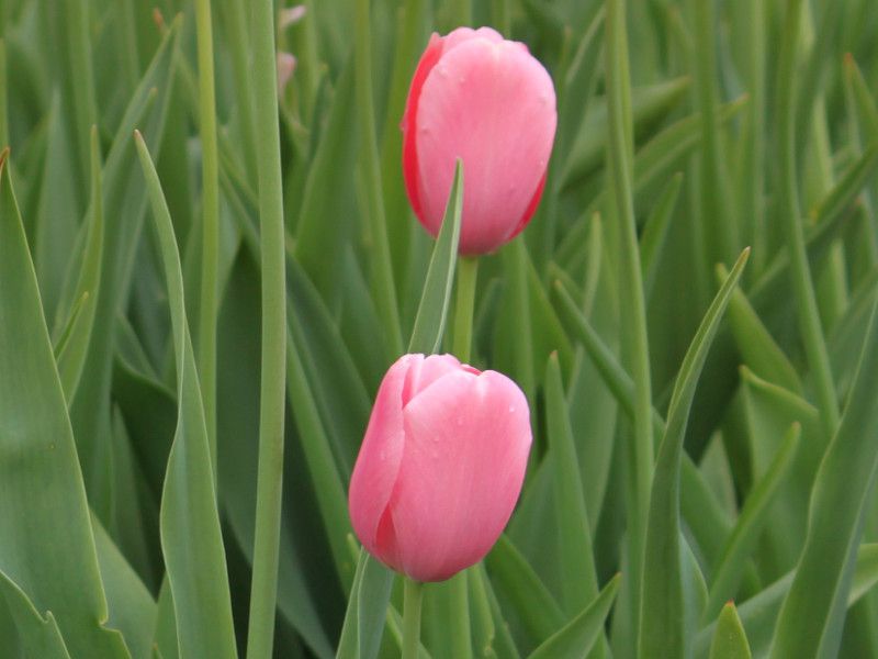 �`���[���b�v '�����g���g'