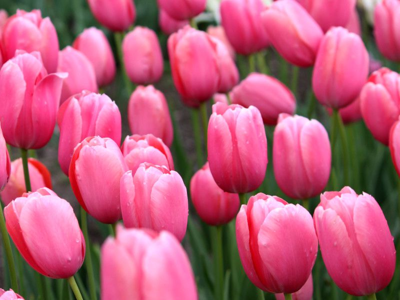 �`���[���b�v '�����g���g'